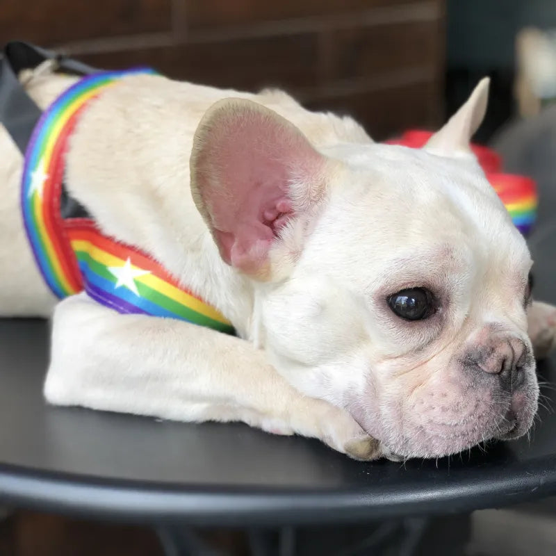 Regenbogen Hundegeschirr mit Sternen – Weich und Verstellbar für Komfort und Sicherheit
