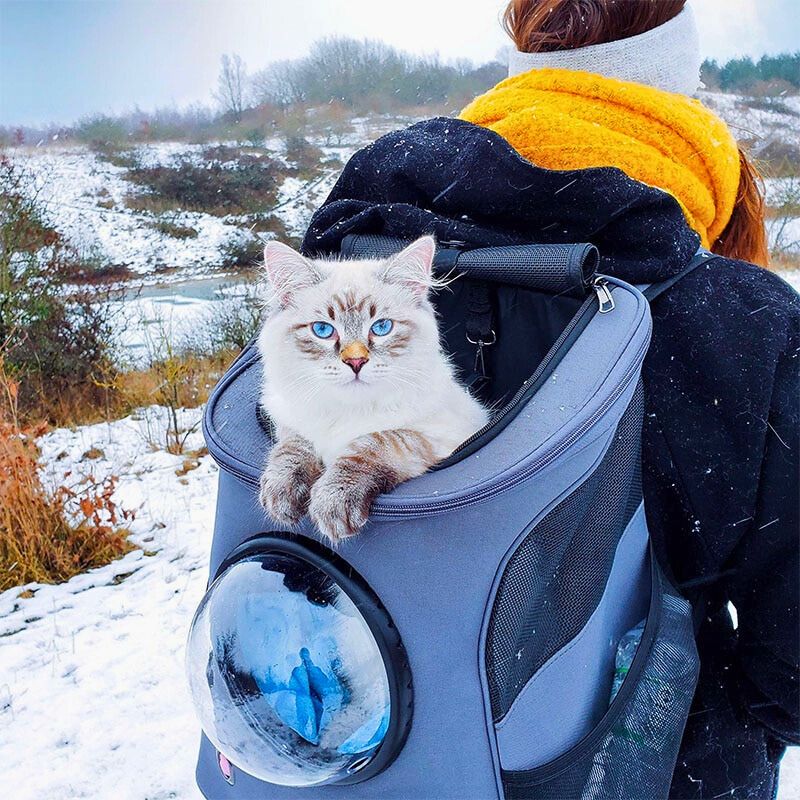 Katzen Reisebox Für Sicheren Transport