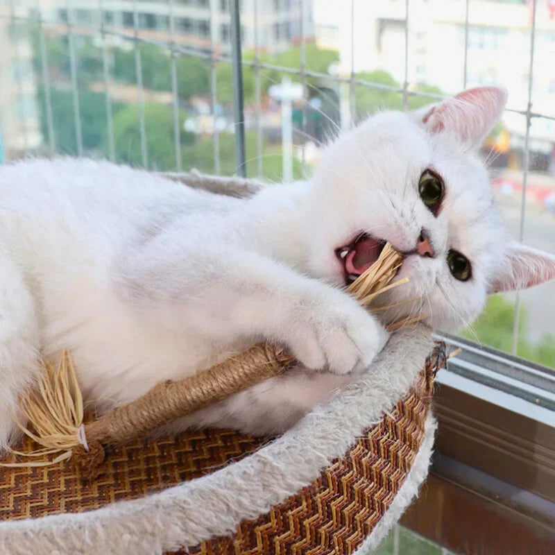 Interaktive Kauspielzeuge für Katzen