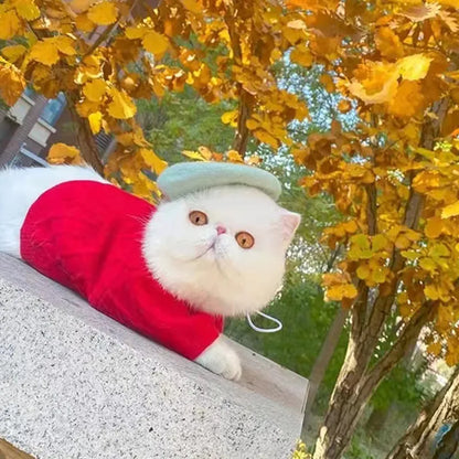 Filz Baret für Haustiere In 3 Farben – Modisches Accessoire für Hunde und Katzen