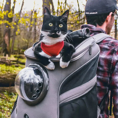 Katzen Reisebox Für Sicheren Transport