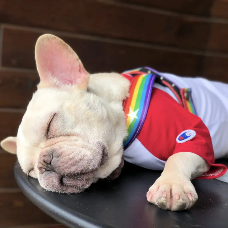 Regenbogen Hundegeschirr mit Sternen – Weich und Verstellbar für Komfort und Sicherheit