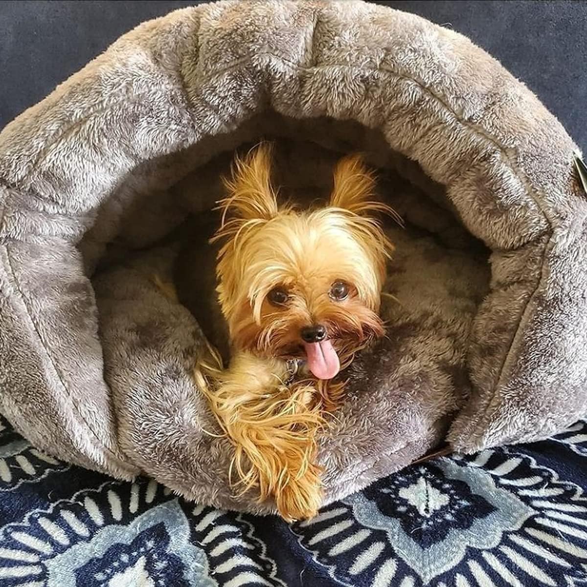 Kuscheliges Relax-Höhlenbett für Hunde