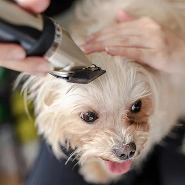 Fellpflege Set für Hunde Ohne Geräusche