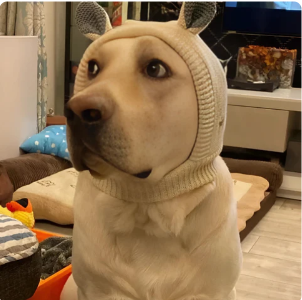 Kuschelige Strickmütze mit Ohren für Hunde