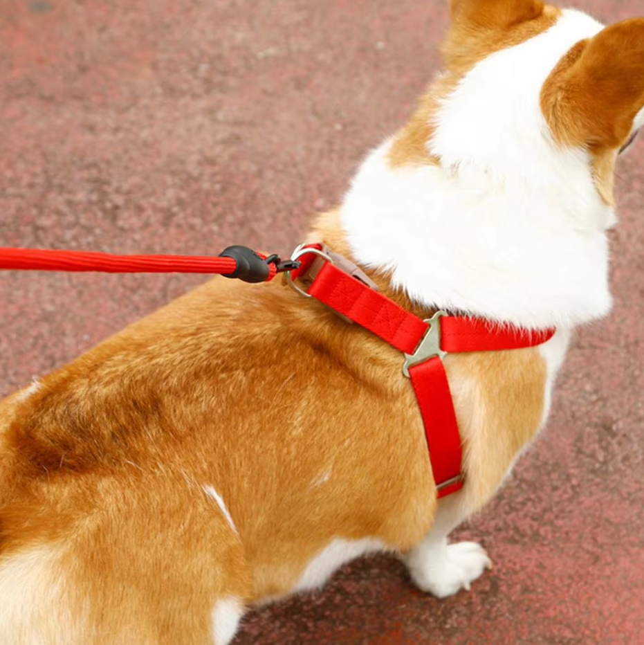 Verstellbares Hundegeschirr Mit Leine in 5 Farben