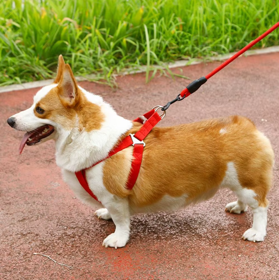 Verstellbares Hundegeschirr Mit Leine in 5 Farben