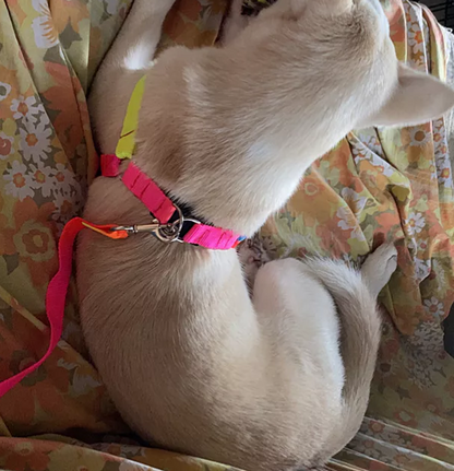 Buntes Hundegeschirr mit Leine – Verstellbares Set für Hunde in Regenbogenfarben