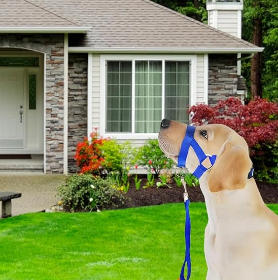 Verstellbares Hundegeschirr mit Leine – Komfortables Halfter für Kleine und Mittlere Hunde