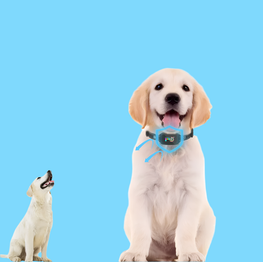 Hundetraining Halsband mit Fernbedienung – 8 Stufen Empfindlichkeit Vibration  Schockmodus