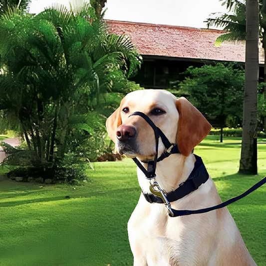 Verstellbares Hundegeschirr mit Leine – Komfortables Halfter für Kleine und Mittlere Hunde