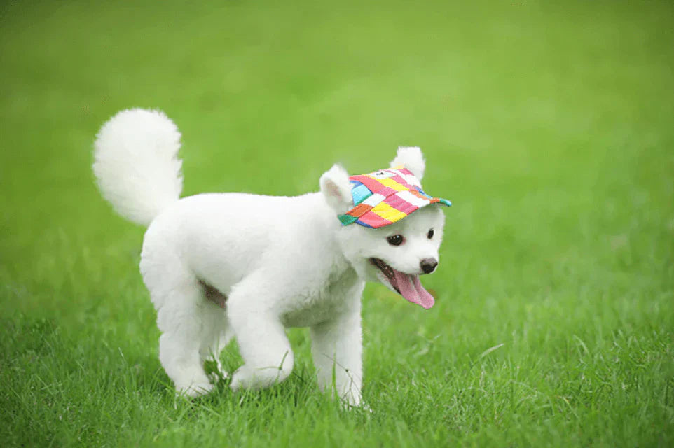 Runde Hunde-Kappe – Schick und praktisch für deinen Hund