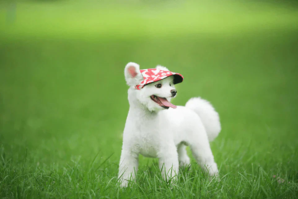 Runde Hunde-Kappe – Schick und praktisch für deinen Hund